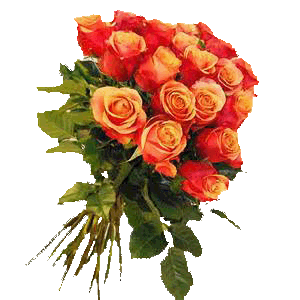 Rose_freigestellt
